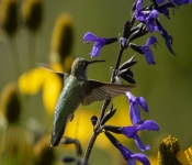 2019 09 15 LongFellowGardens 002